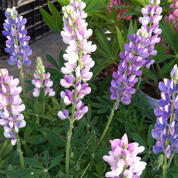 Lupine