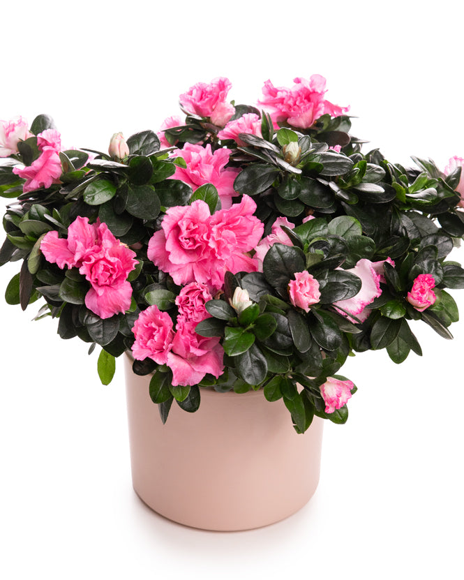 Azalea