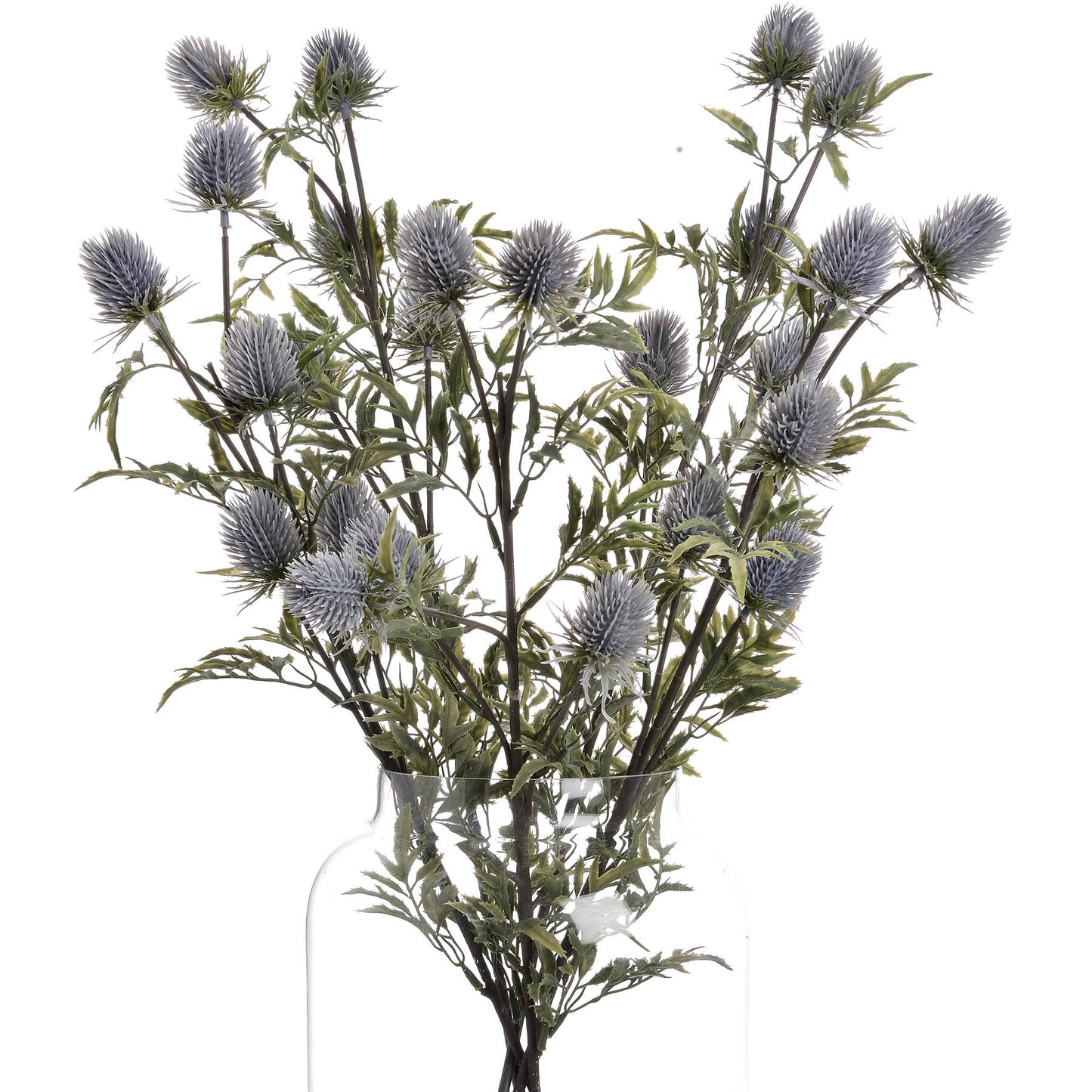 Thistle (Eryngium)