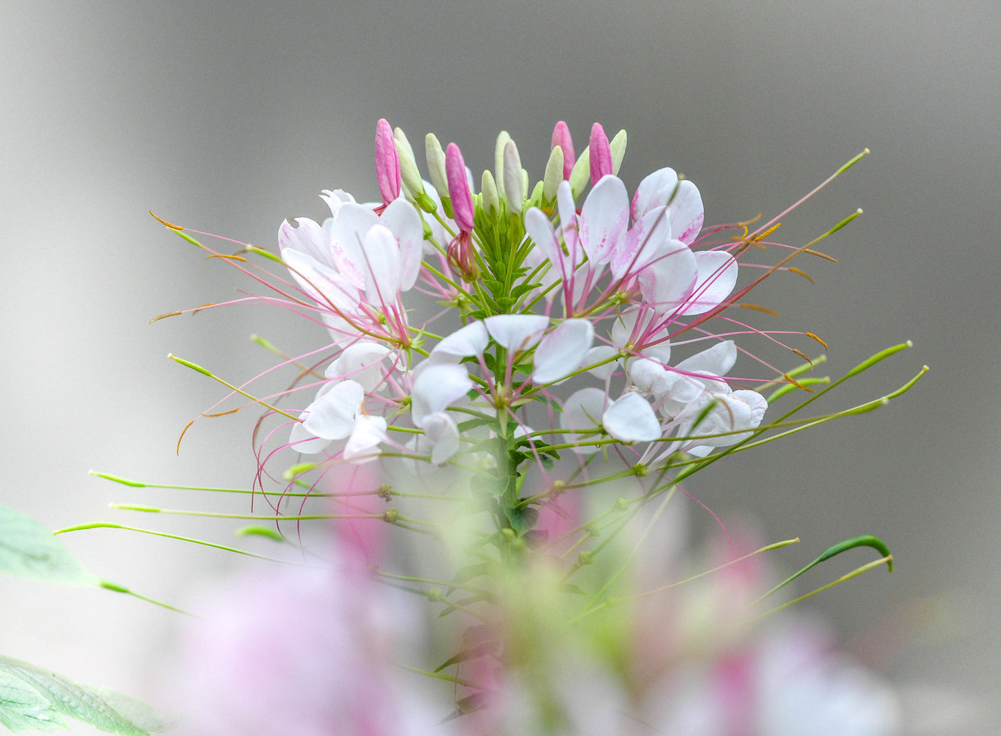 Cleome