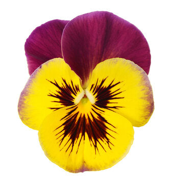 Pansy