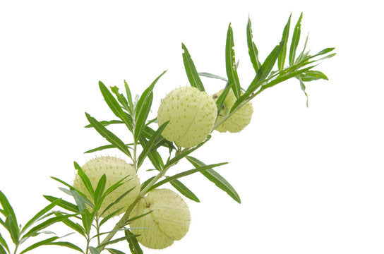 Gomphocarpus