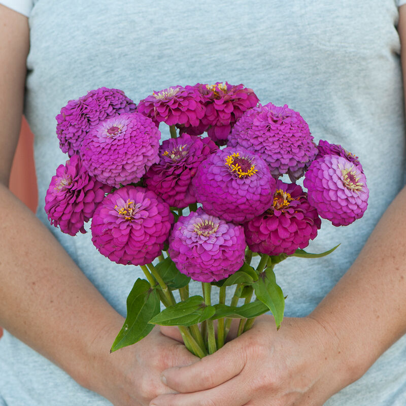 Zinnias