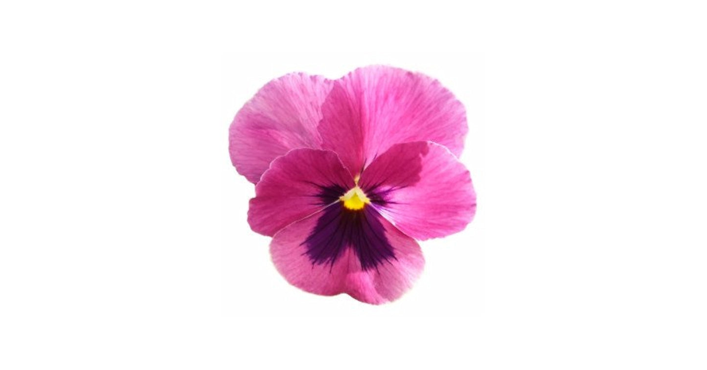 Pansy