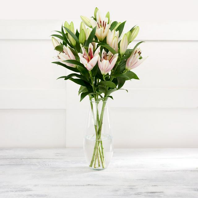 Lilium Asiatic