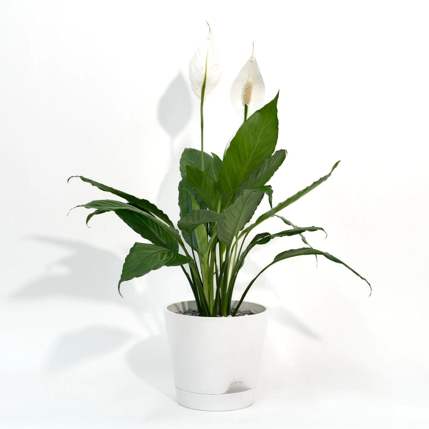 Spathiphyllum (Peace lily)