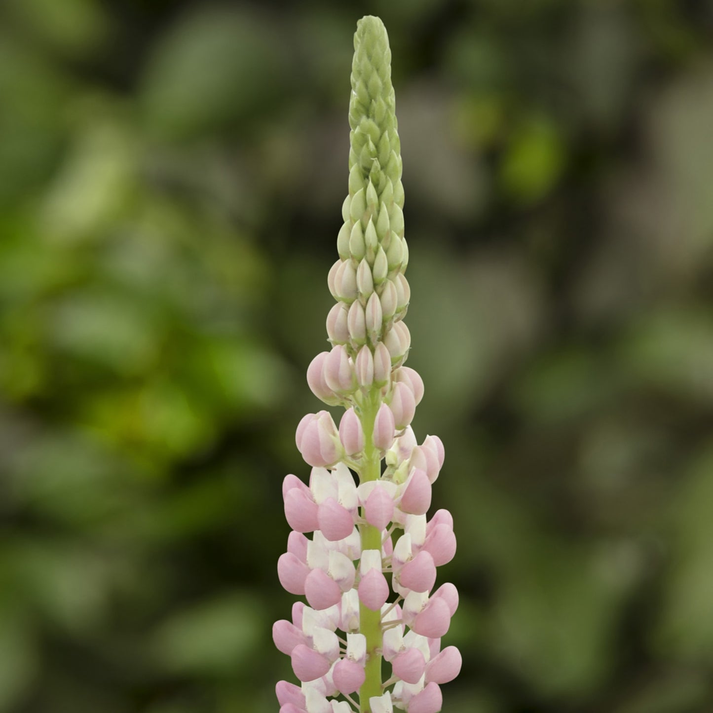 Lupine