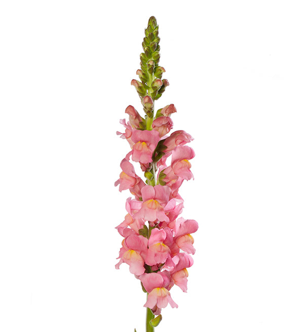 Antirrhinum (Snapdragon)