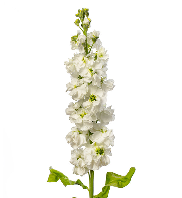 Stock (Matthiola)