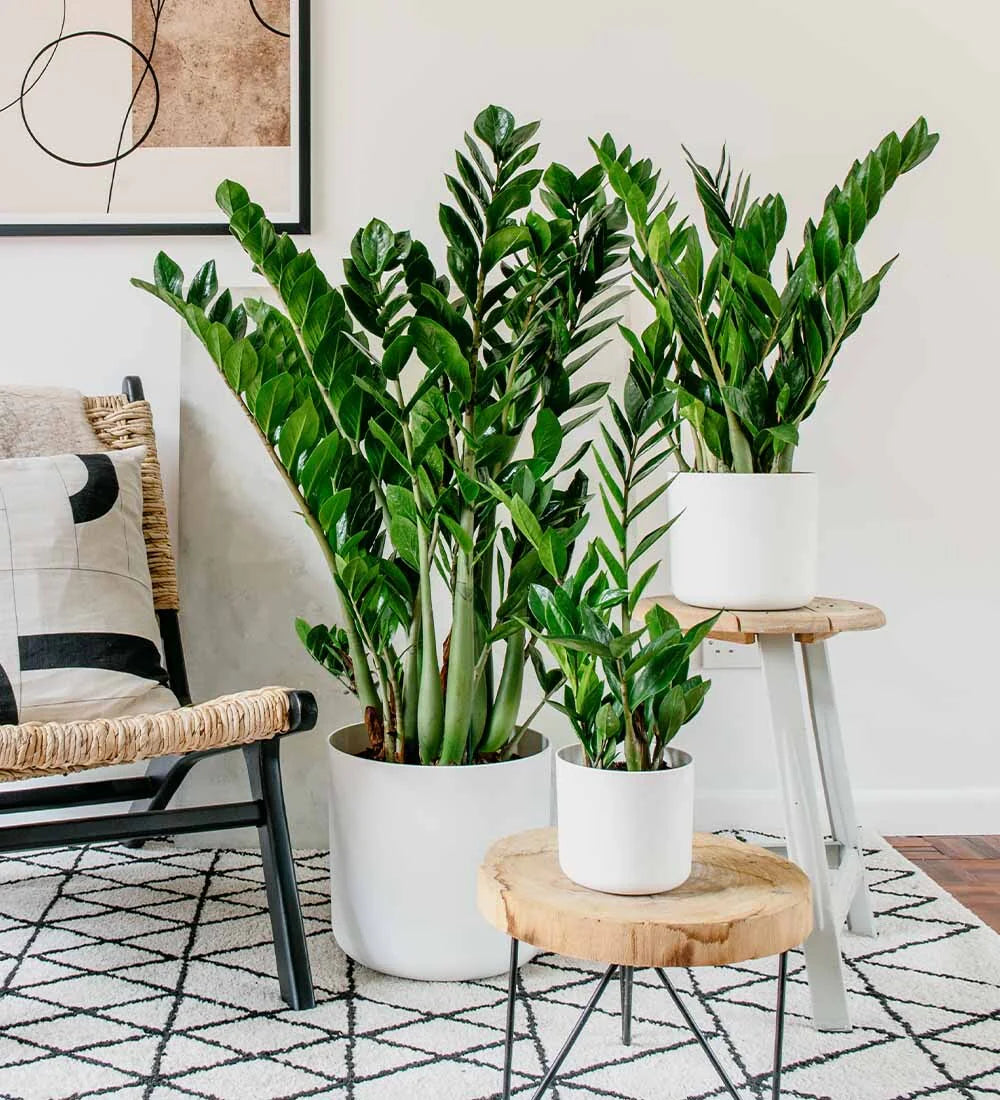 Zamia