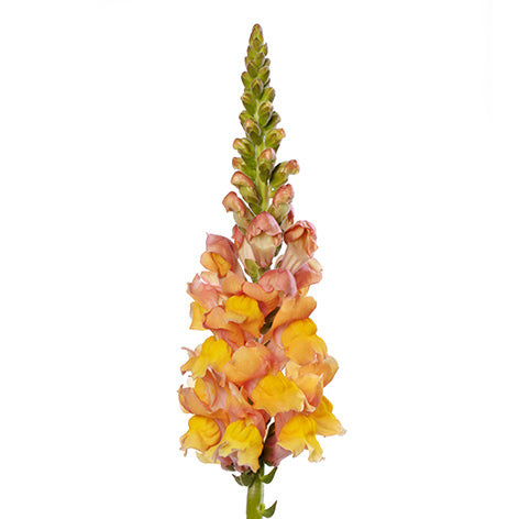 Antirrhinum (Snapdragon)