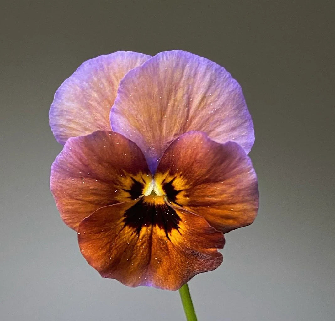 Pansy