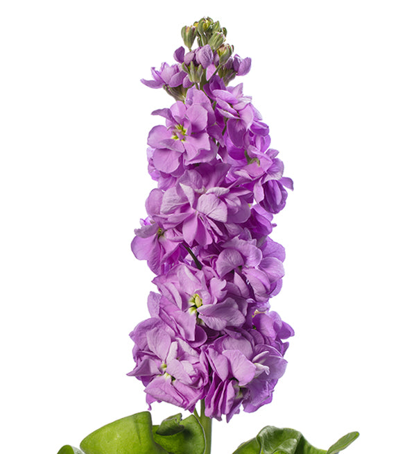 Stock (Matthiola)