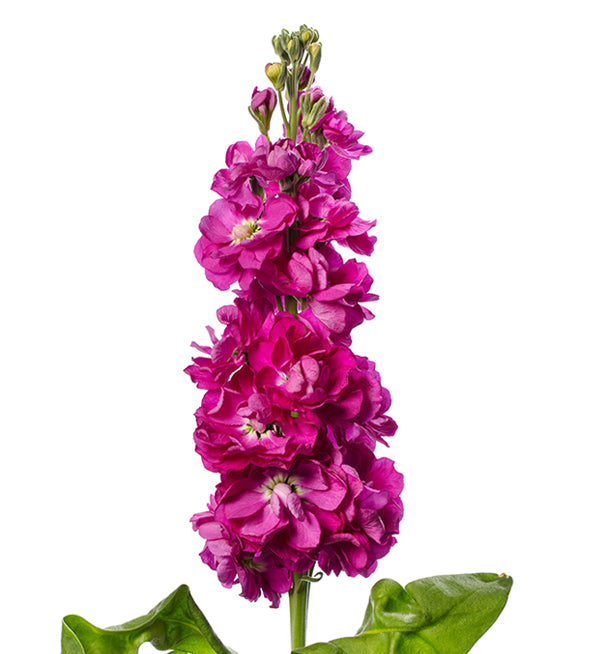 Stock (Matthiola)