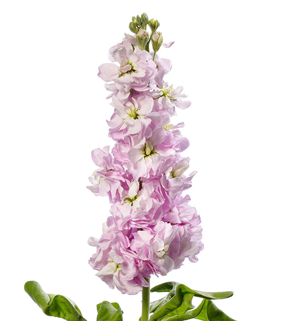 Stock (Matthiola)