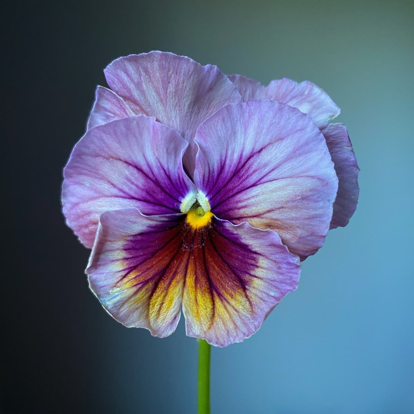 Pansy