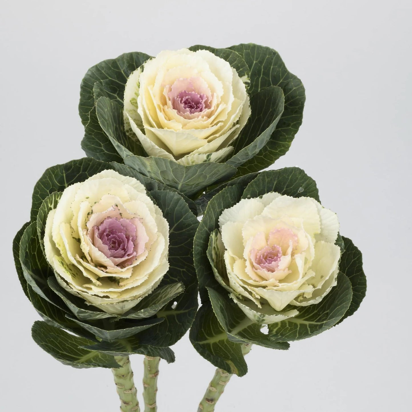 Kale