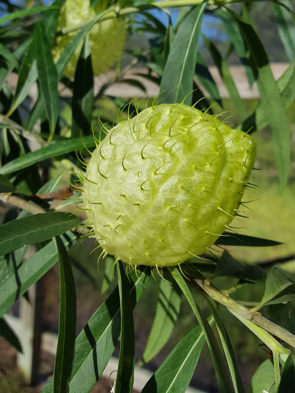 Gomphocarpus