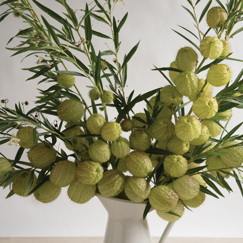 Gomphocarpus