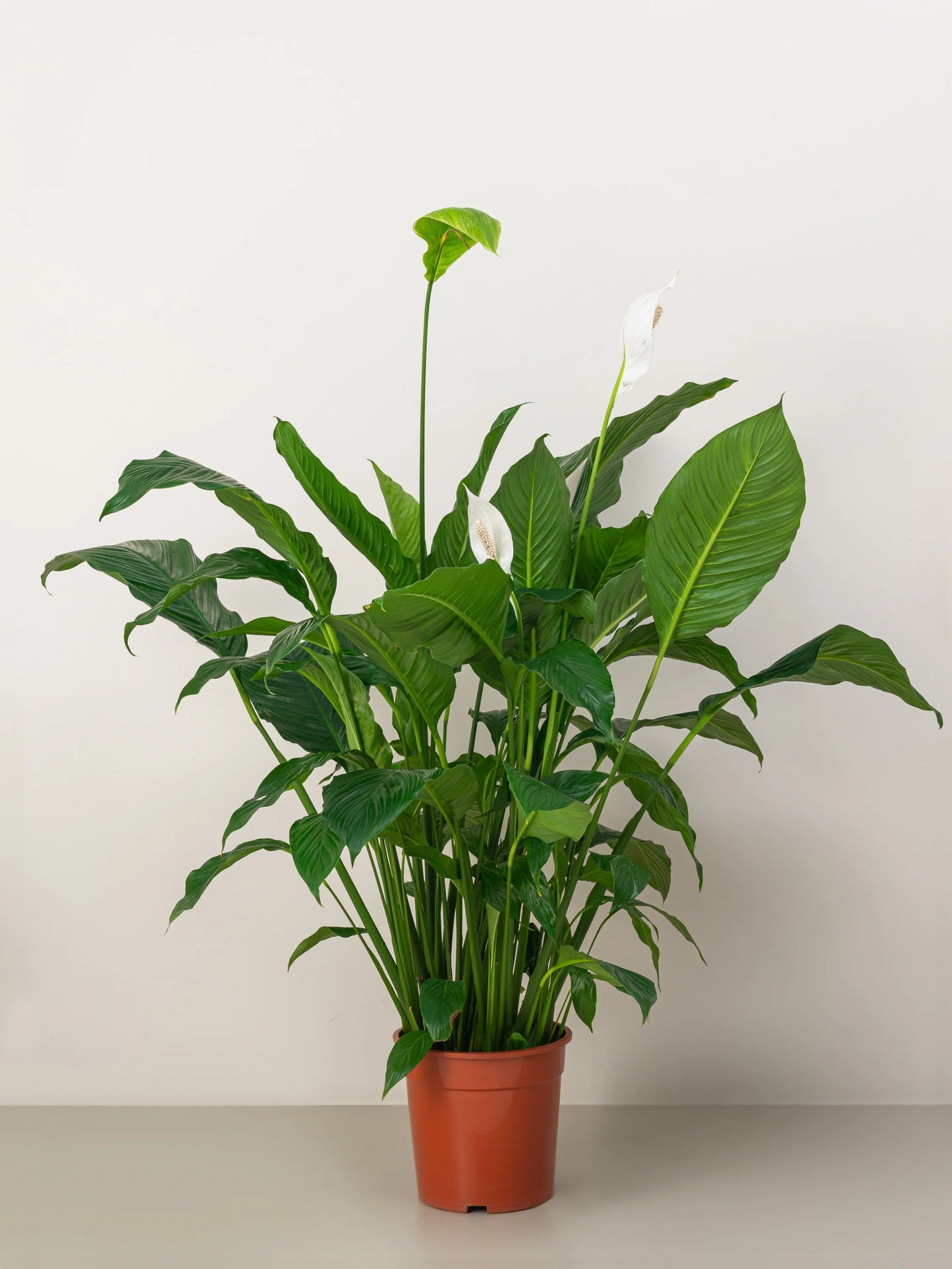Spathiphyllum (Peace lily)