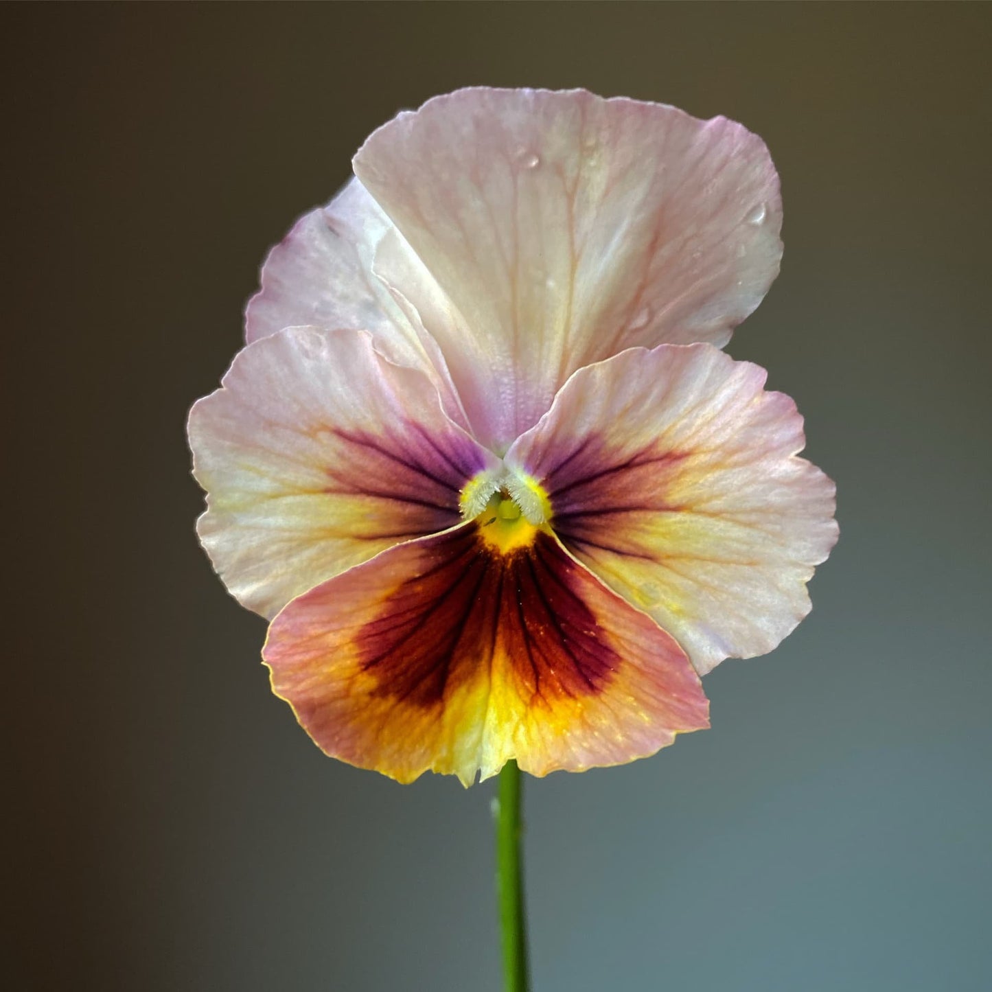 Pansy