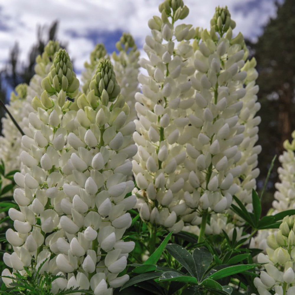 Lupine