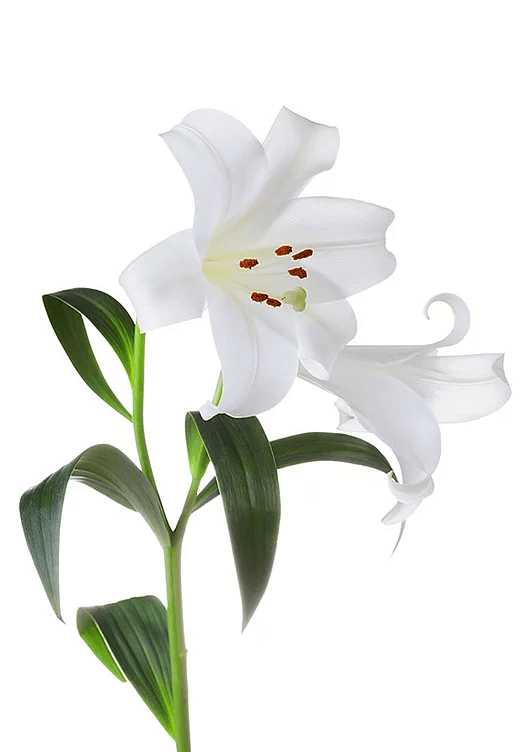 Lilium Asiatic