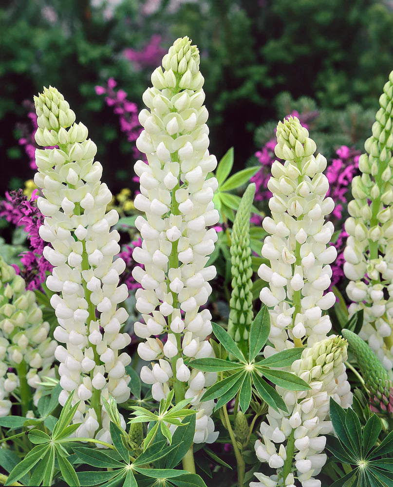 Lupine