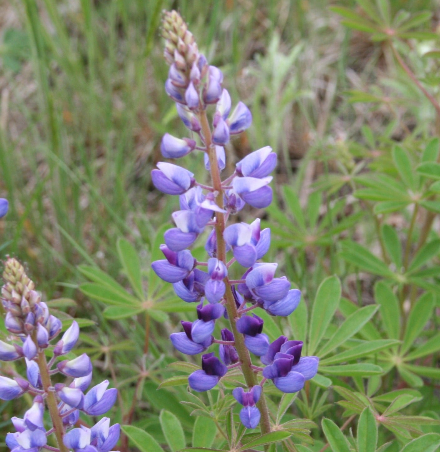 Lupine