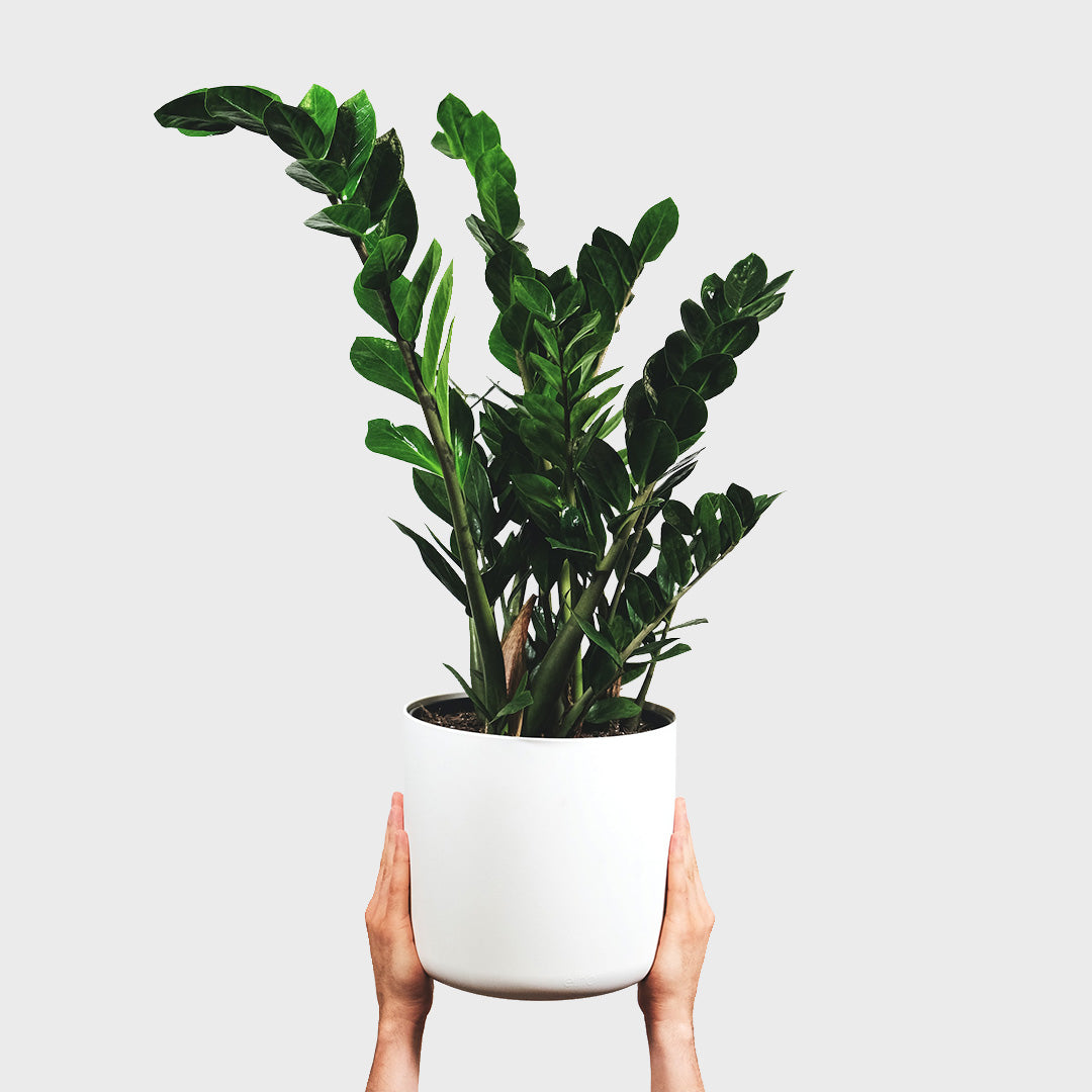 Zamia