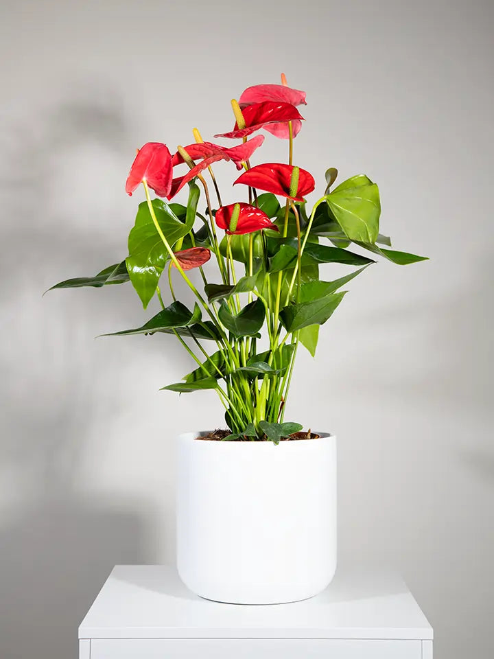 Anthurium Plant