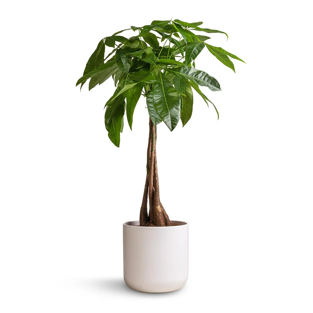 Money Tree