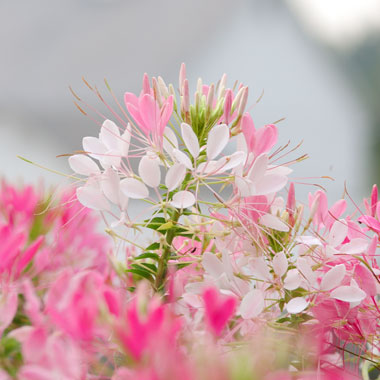 Cleome