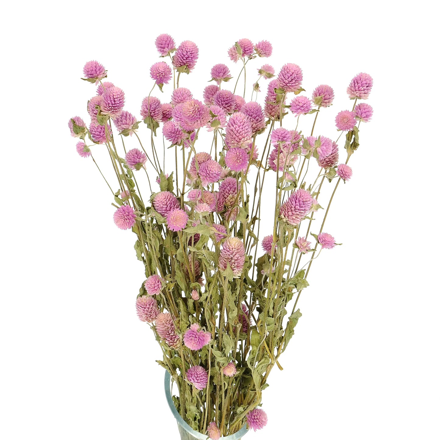 Gomphrena