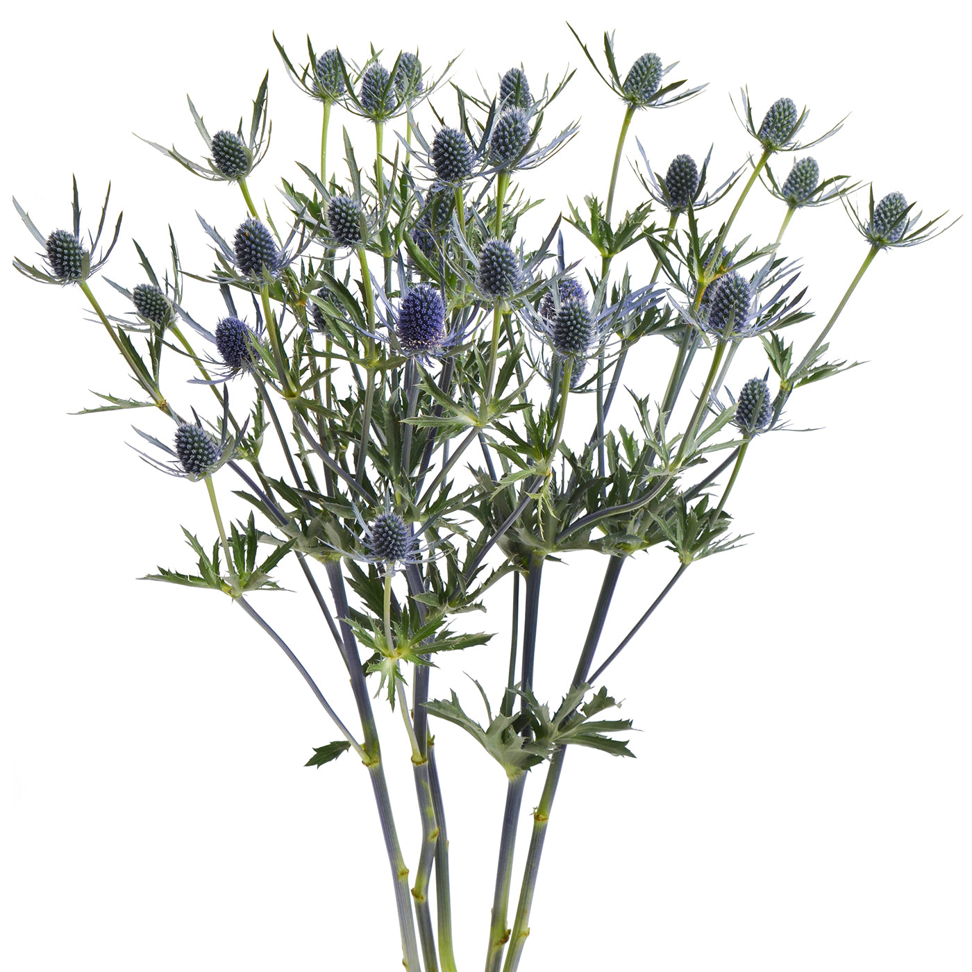 Thistle (Eryngium)