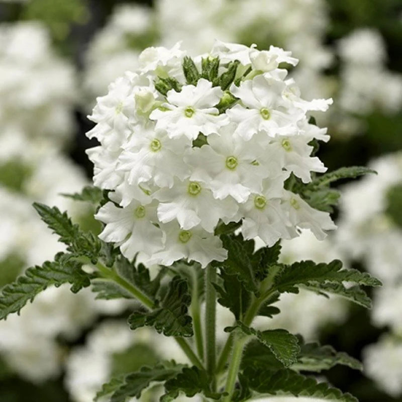 Verbena