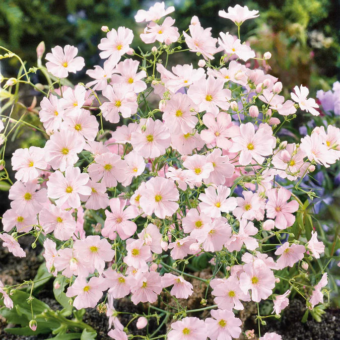 Jasmine (Baby’s Breath)