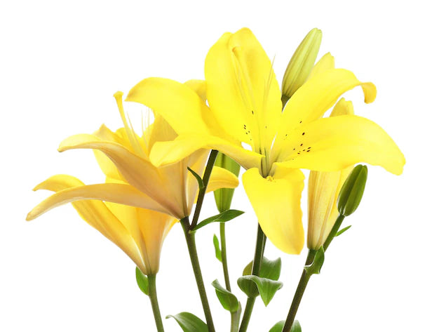 Lilium Asiatic