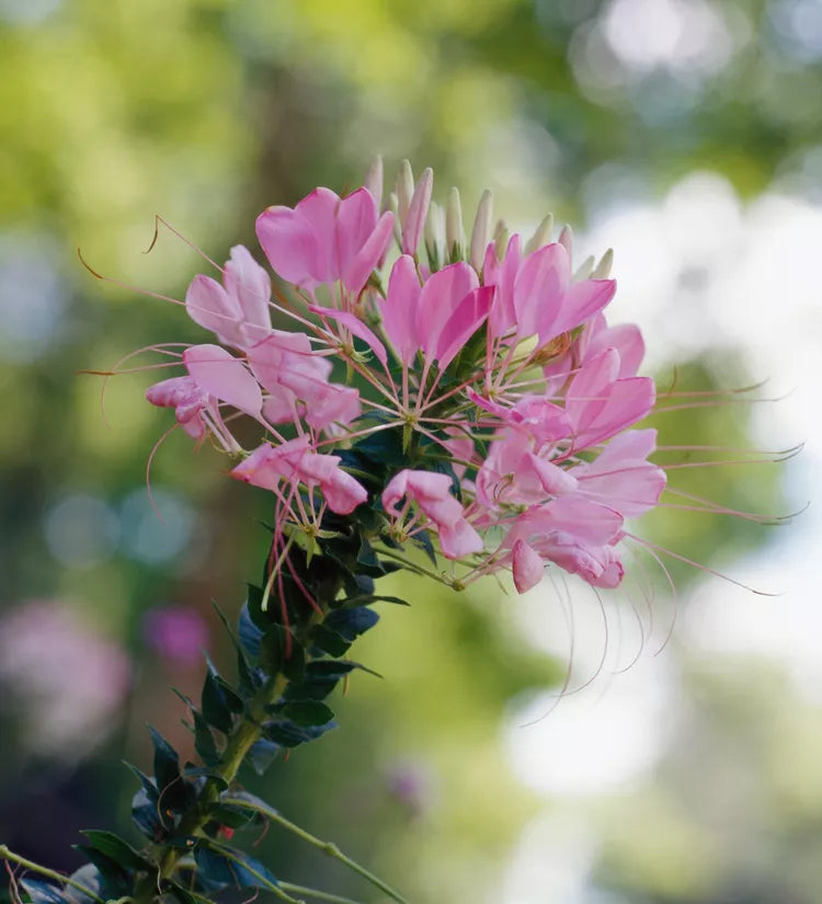 Cleome