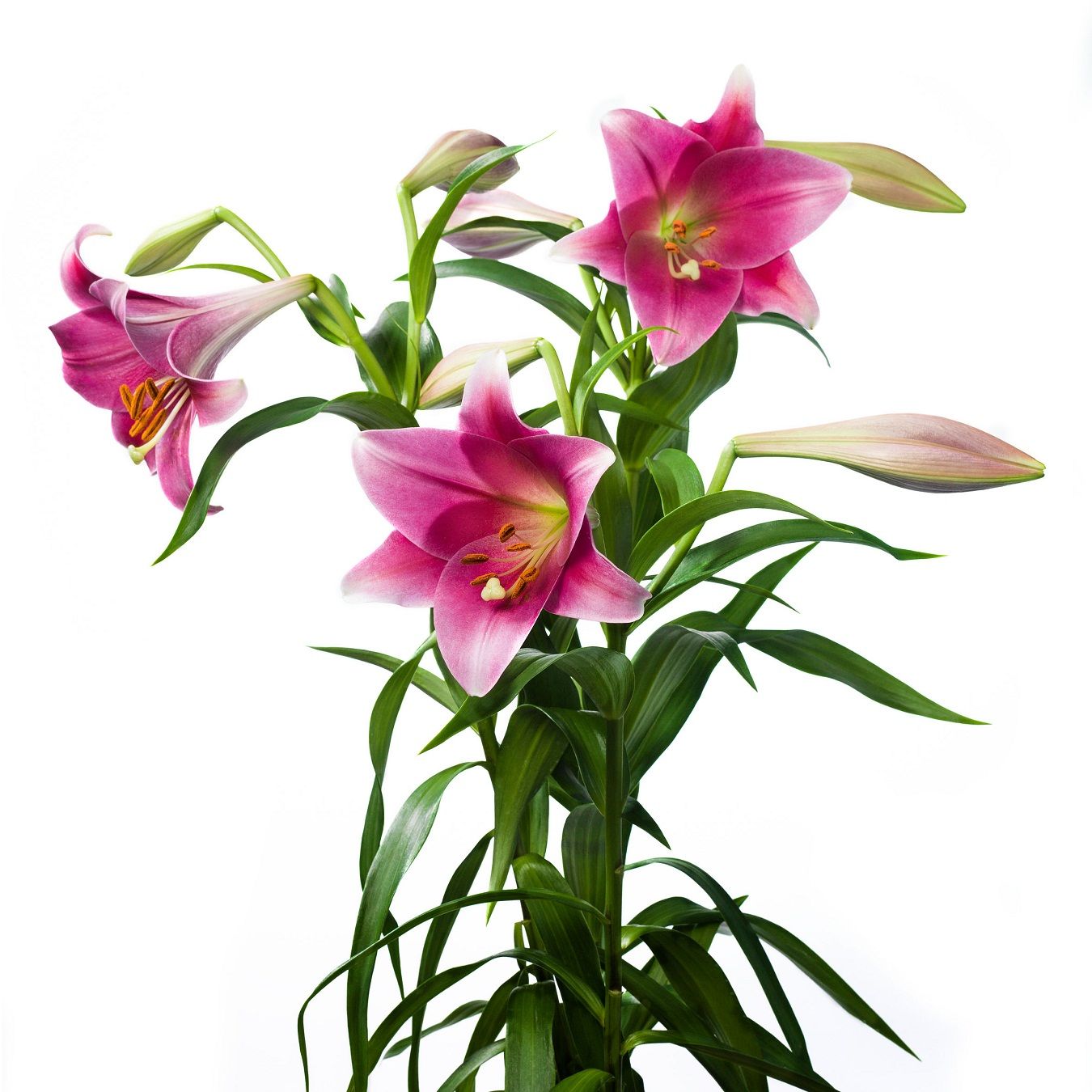 Lilium Asiatic