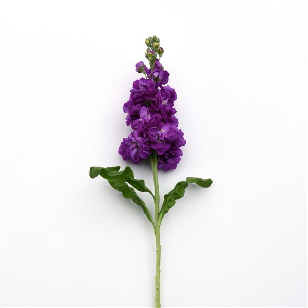 Stock (Matthiola)