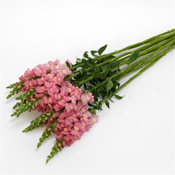 Antirrhinum (Snapdragon)