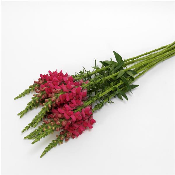 Antirrhinum (Snapdragon)