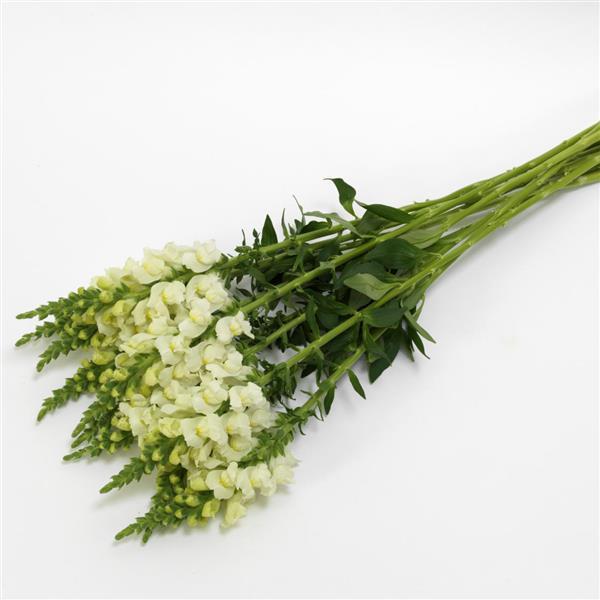 Antirrhinum (Snapdragon)
