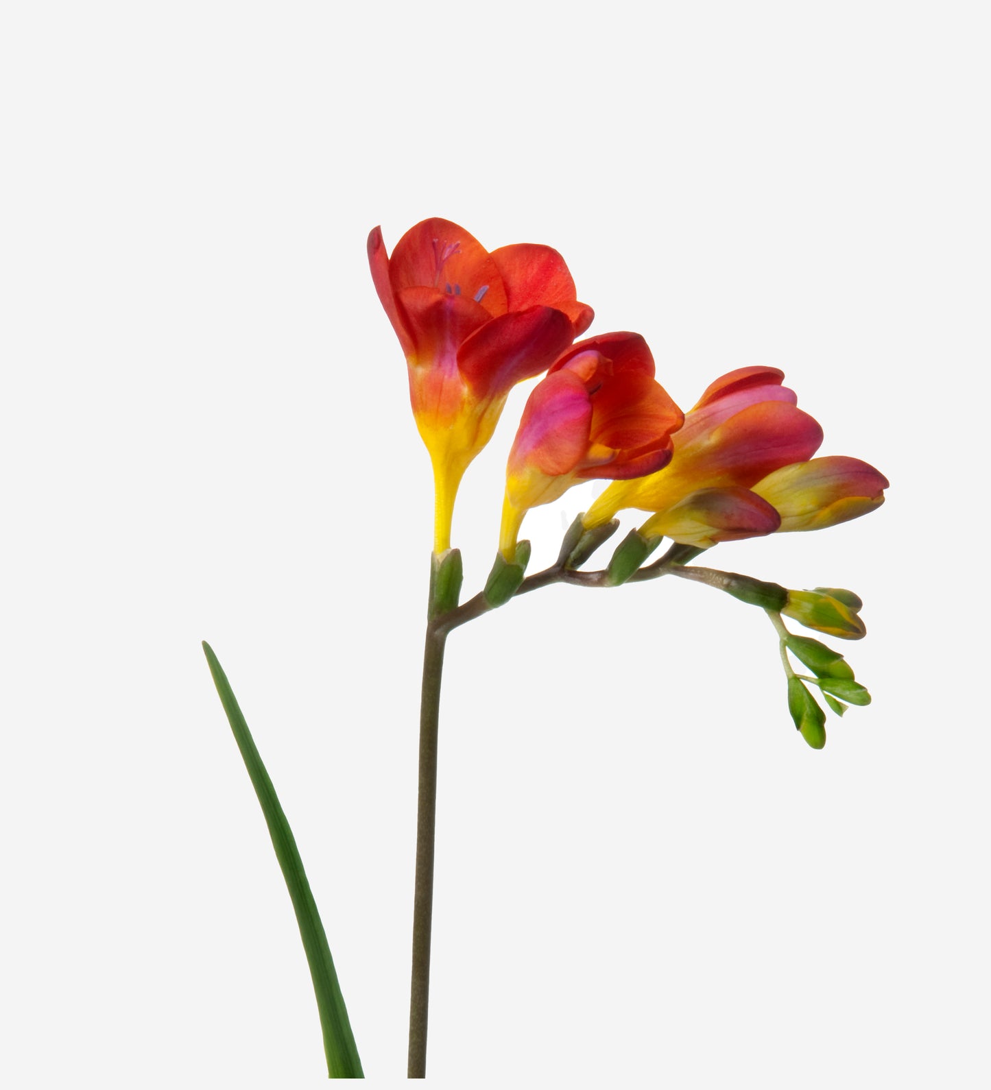 Freesia