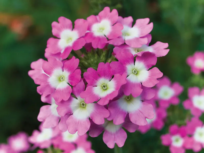 Verbena