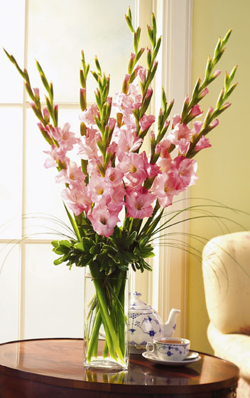 Gladiolus