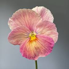 Pansy