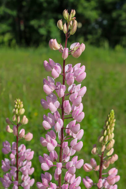 Lupine