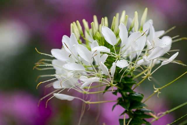 Cleome